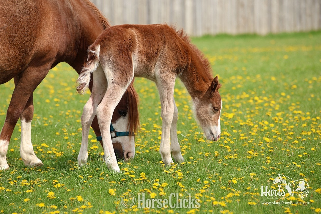 "Hart's Music in the Night" Chestnut Colt Pony