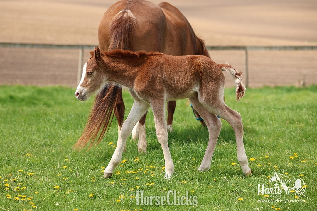 Minnesota "Hart's Music in the Night" Chestnut Colt Pony