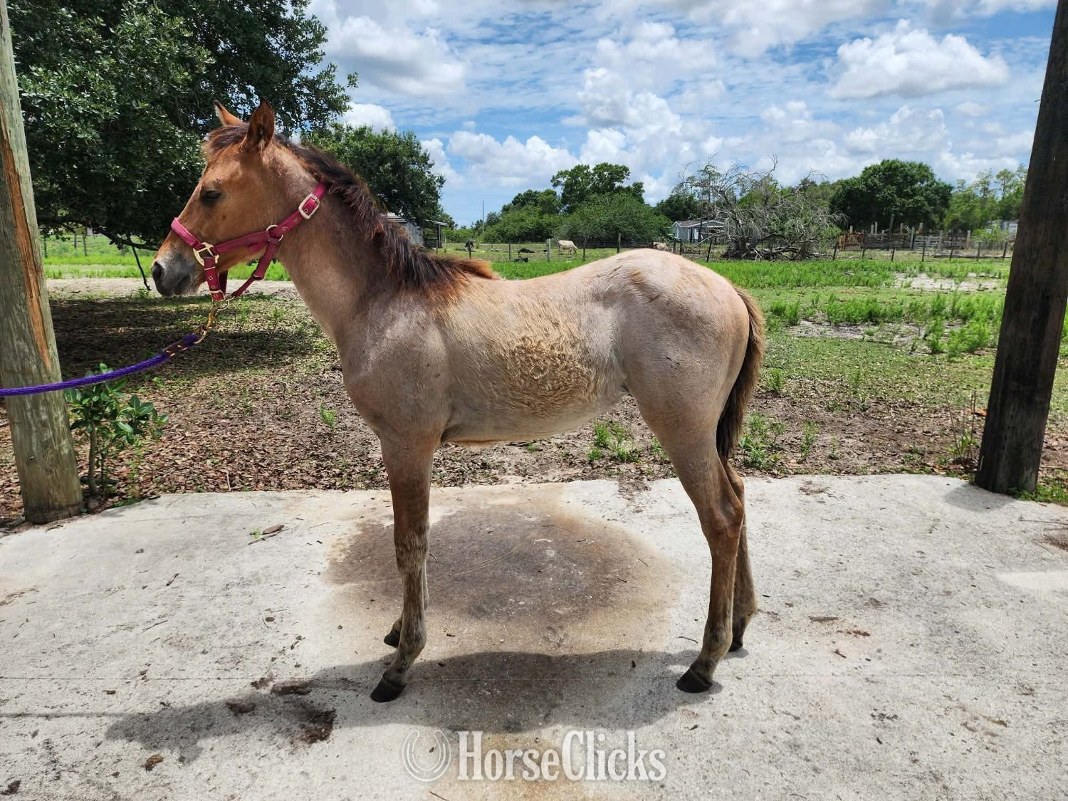 "hk dirty image " Bay Roan Filly Quarter Horse in Florida