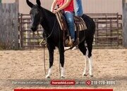 "Jay-Z" Black Gelding Mule