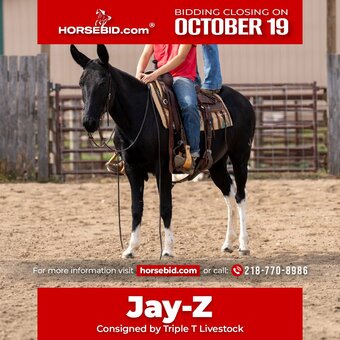 "Jay-Z" Black Gelding Mule