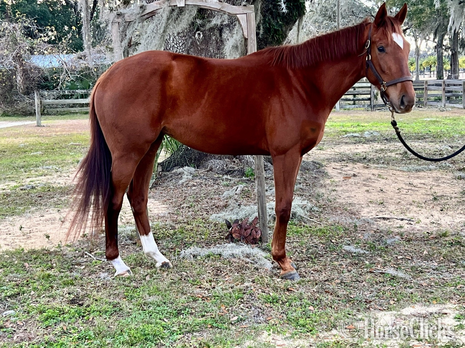 "Vine " Chestnut Mare Thoroughbred in Florida