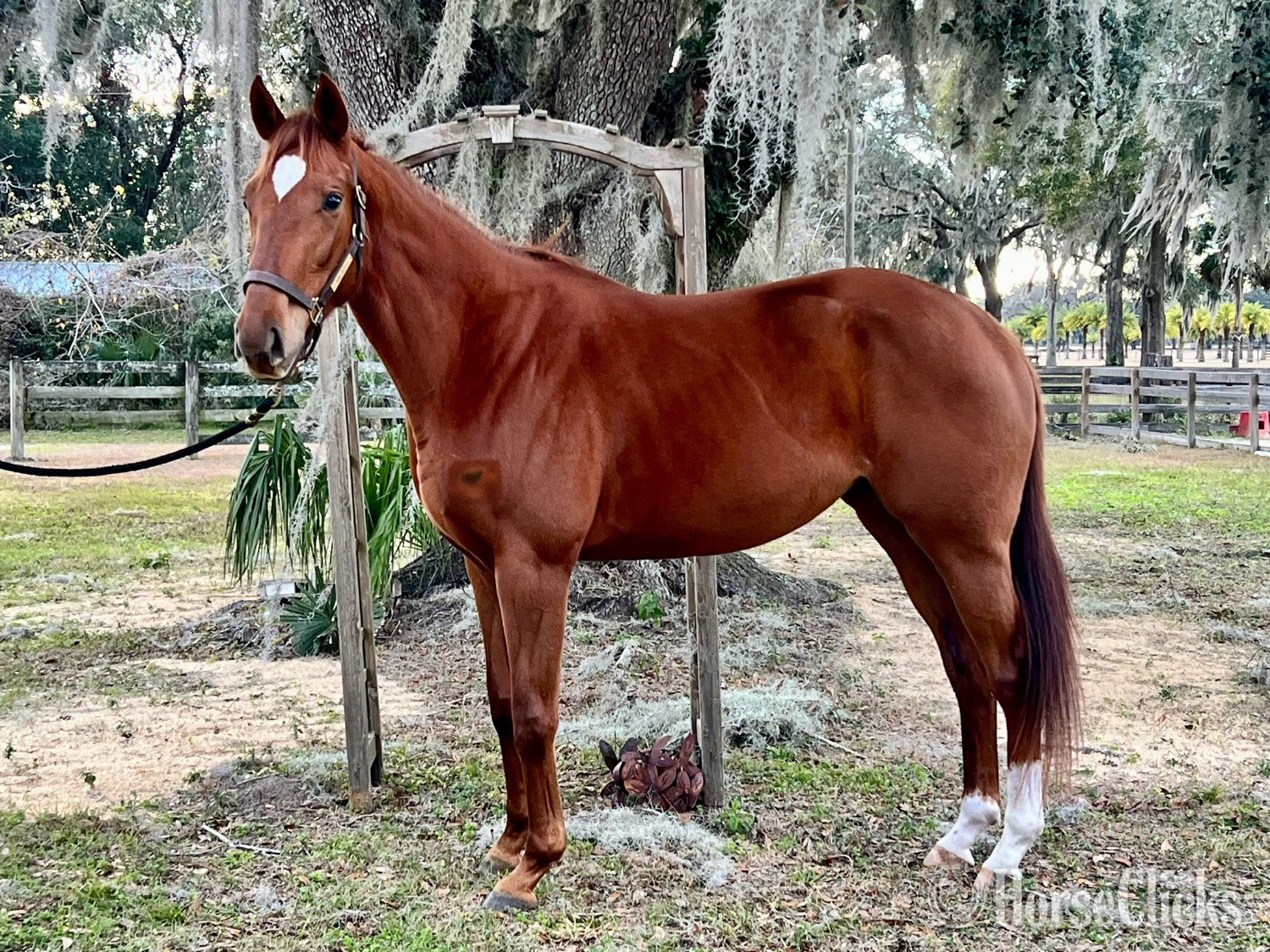 "Vine " Chestnut Mare Thoroughbred