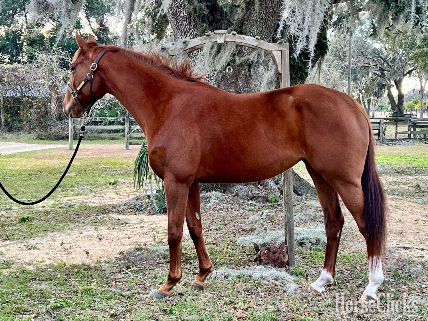 Florida "Vine " Chestnut Mare Thoroughbred