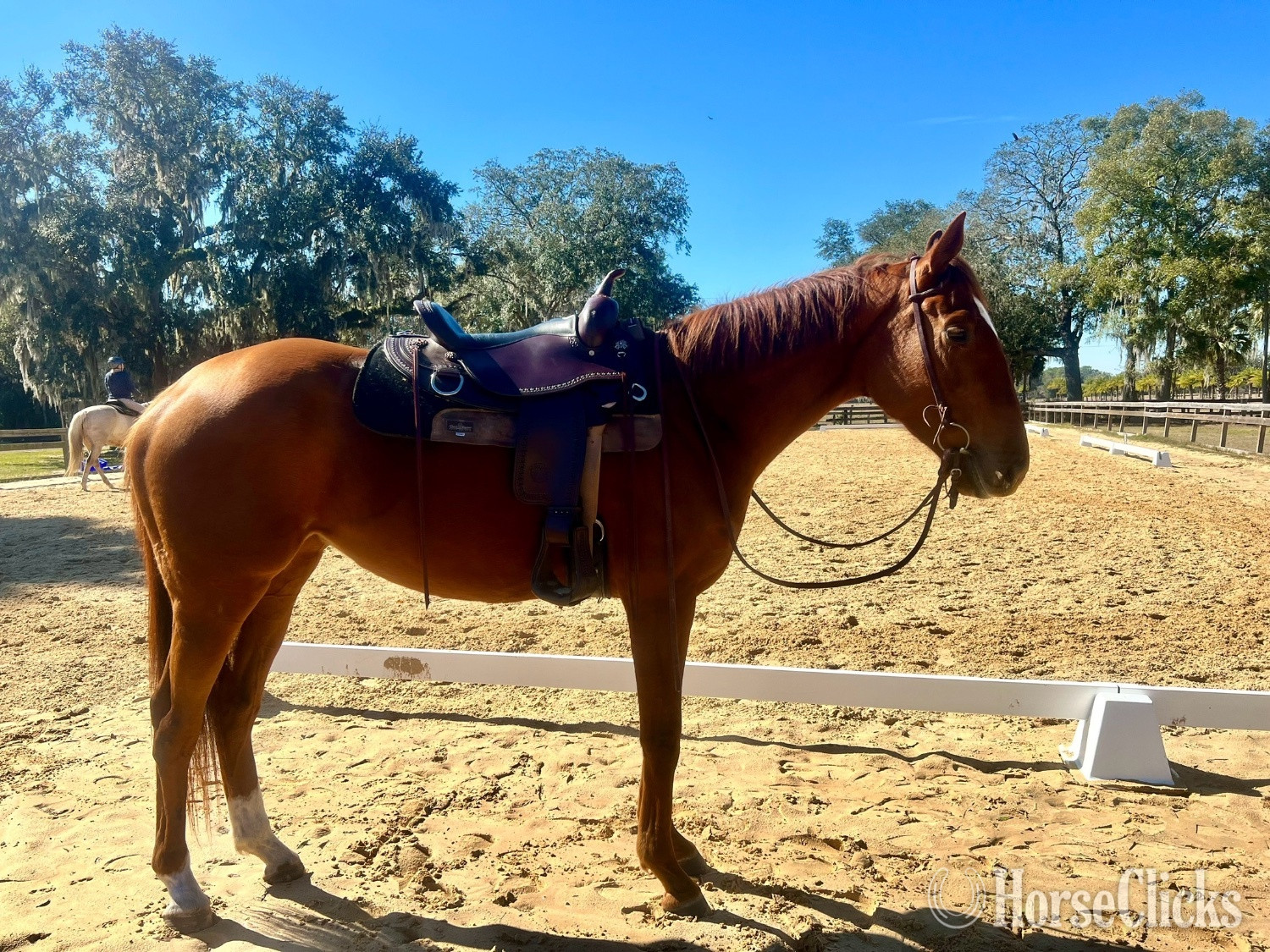 "Vine " Chestnut Mare Thoroughbred - Thoroughbred in Florida
