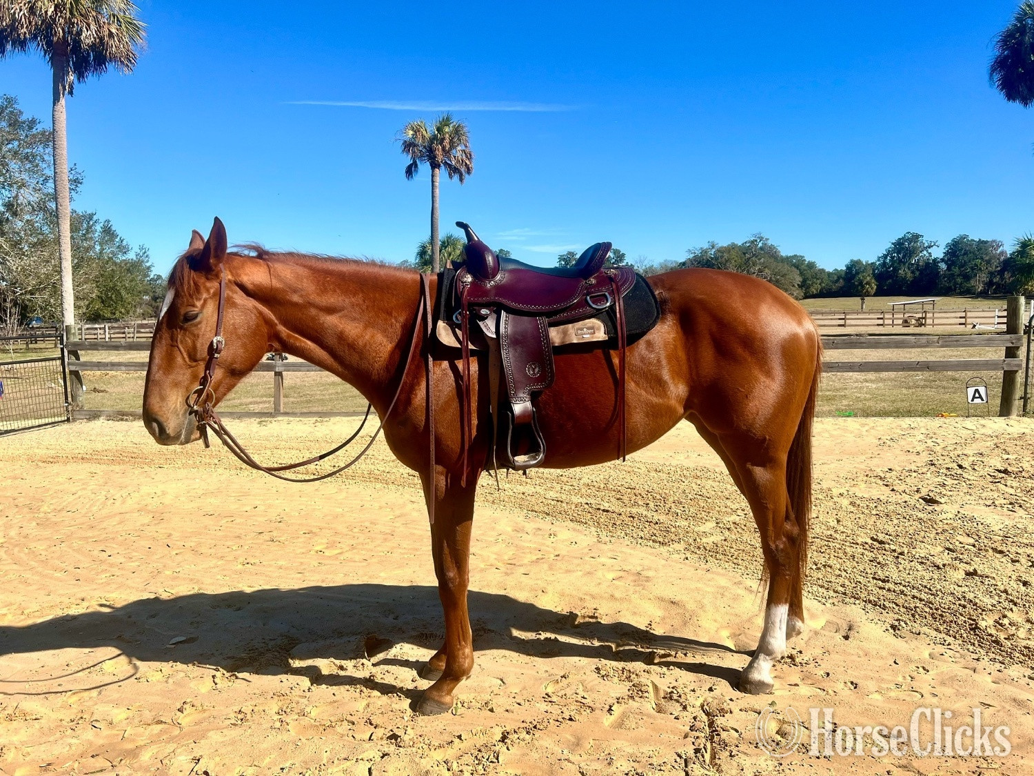 "Vine " Chestnut Mare Thoroughbred - Thoroughbred