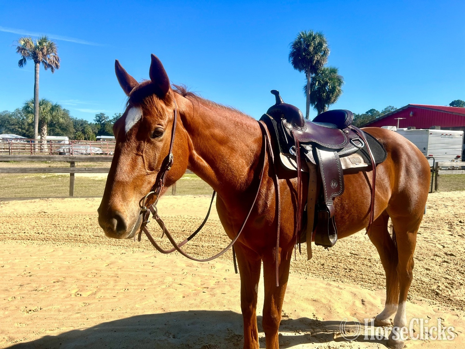 "Vine " Chestnut Mare Thoroughbred Florida