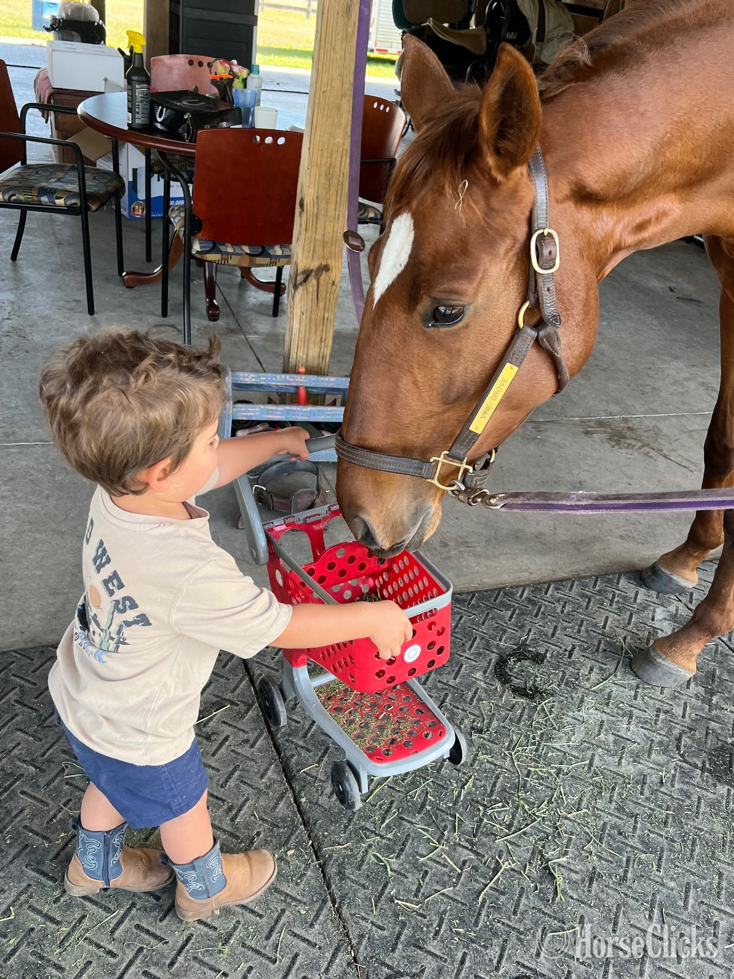 Thoroughbred - "Vine " Chestnut Mare Thoroughbred in Florida