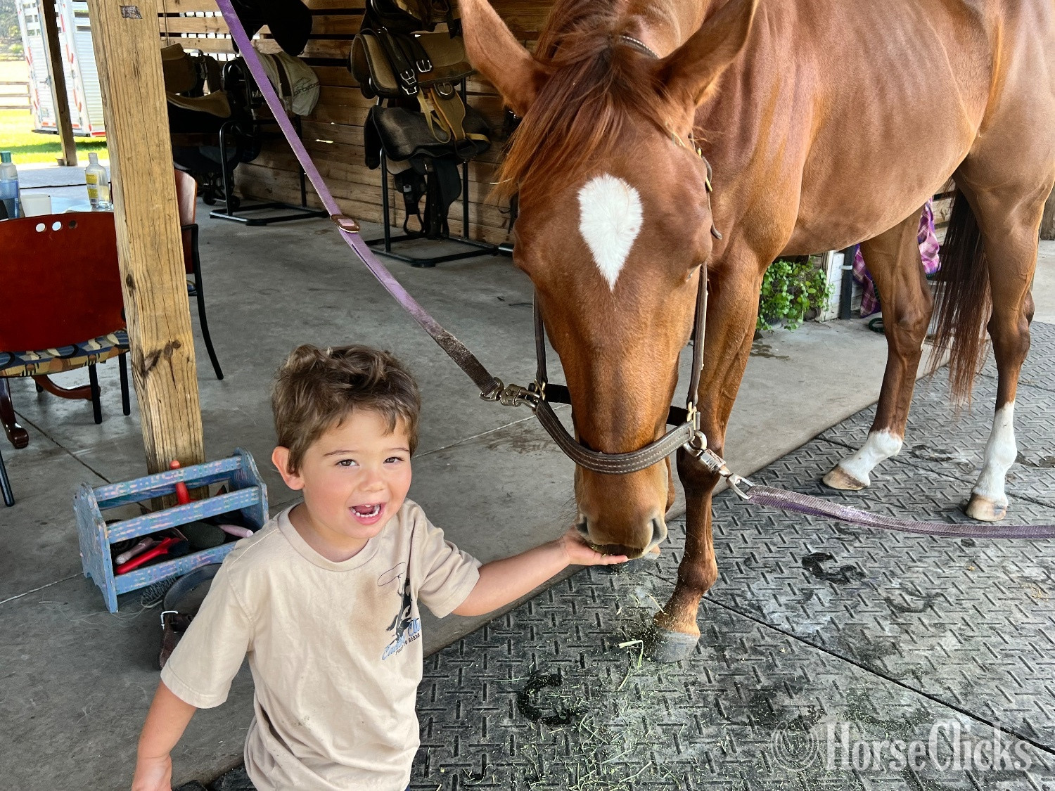 Thoroughbred - "Vine " Chestnut Mare Thoroughbred