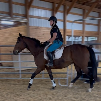 "Blue Sky Venezuela " Bay Mare Thoroughbred