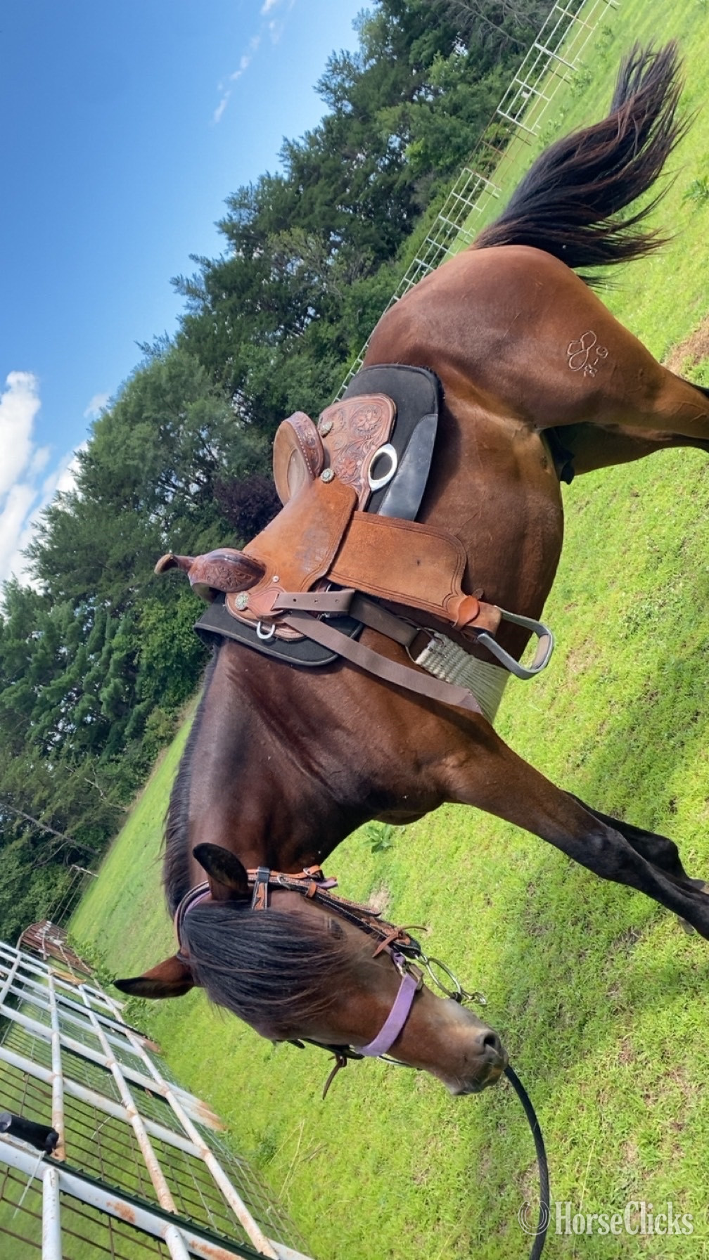 "Chicken Nugget" Bay Gelding Quarter Horse in Minnesota