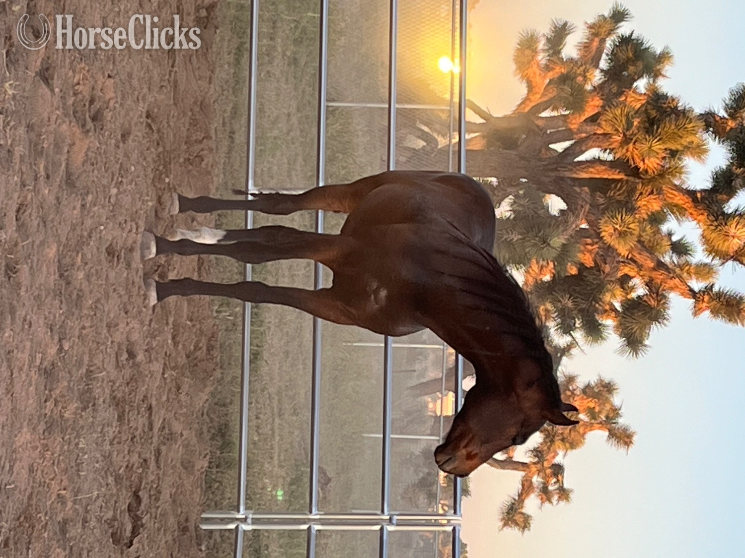 "Smokey " Bay Gelding Thoroughbred in Missouri