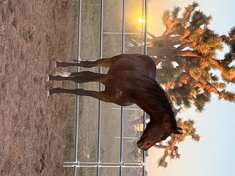 "Smokey " Bay Gelding Thoroughbred