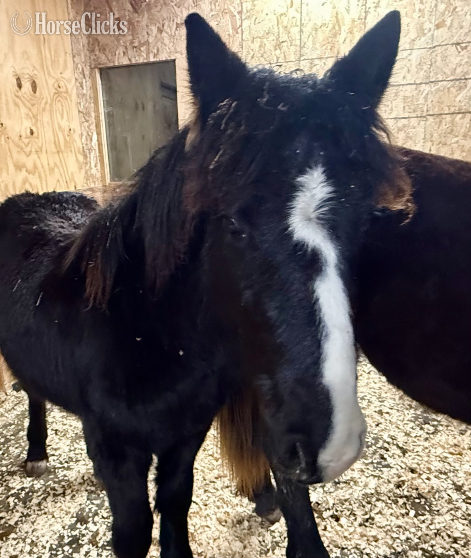"Porsche" Bay Filly Gypsy Vanner in Wisconsin