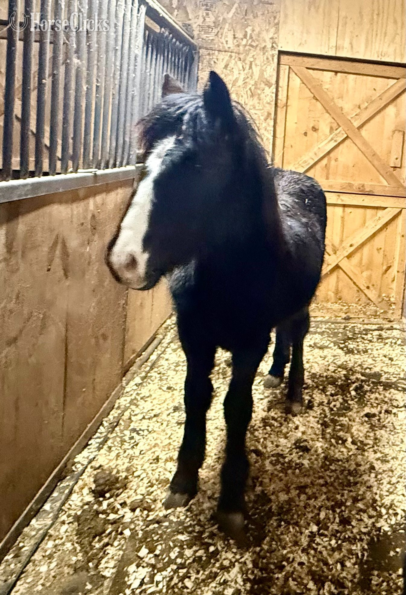 "Porsche" Bay Filly Gypsy Vanner