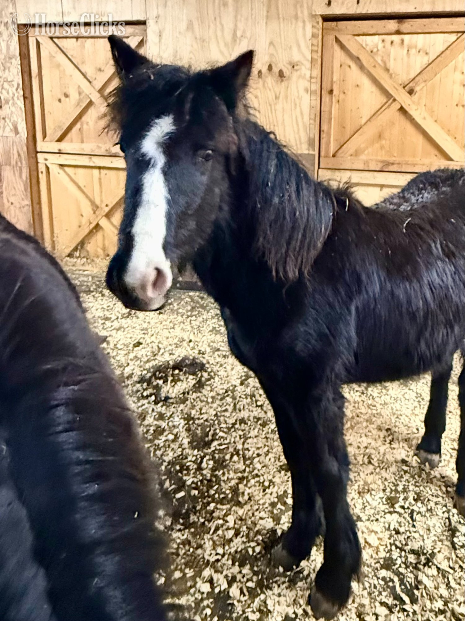 Wisconsin "Porsche" Bay Filly Gypsy Vanner