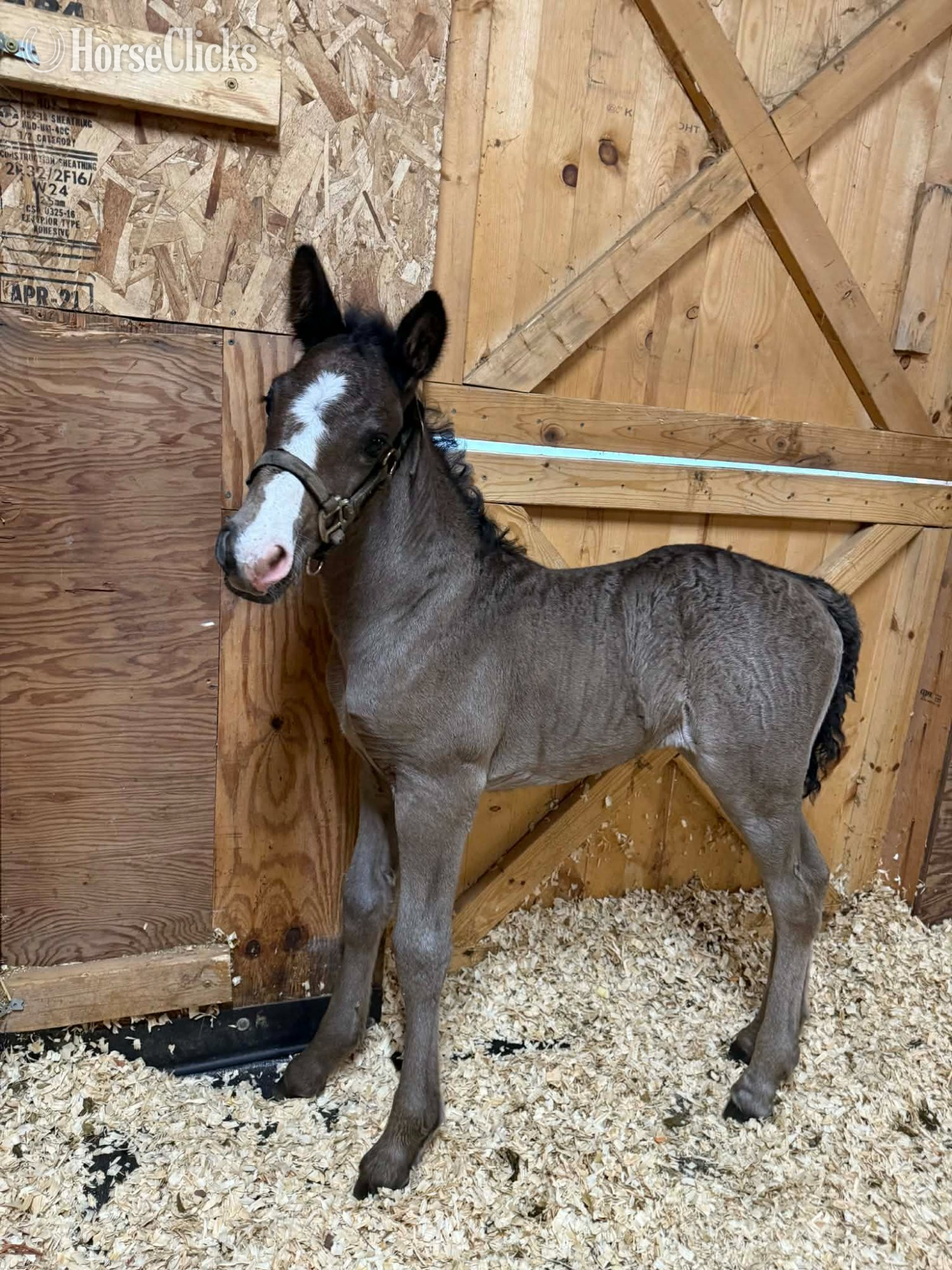 "Porsche" Bay Filly Gypsy Vanner - Gypsy Vanner in Wisconsin