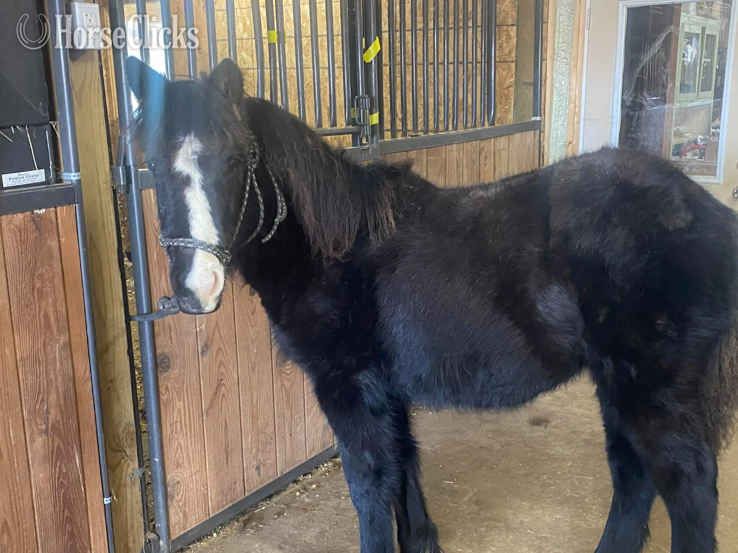 "Porsche" Bay Filly Gypsy Vanner - Gypsy Vanner