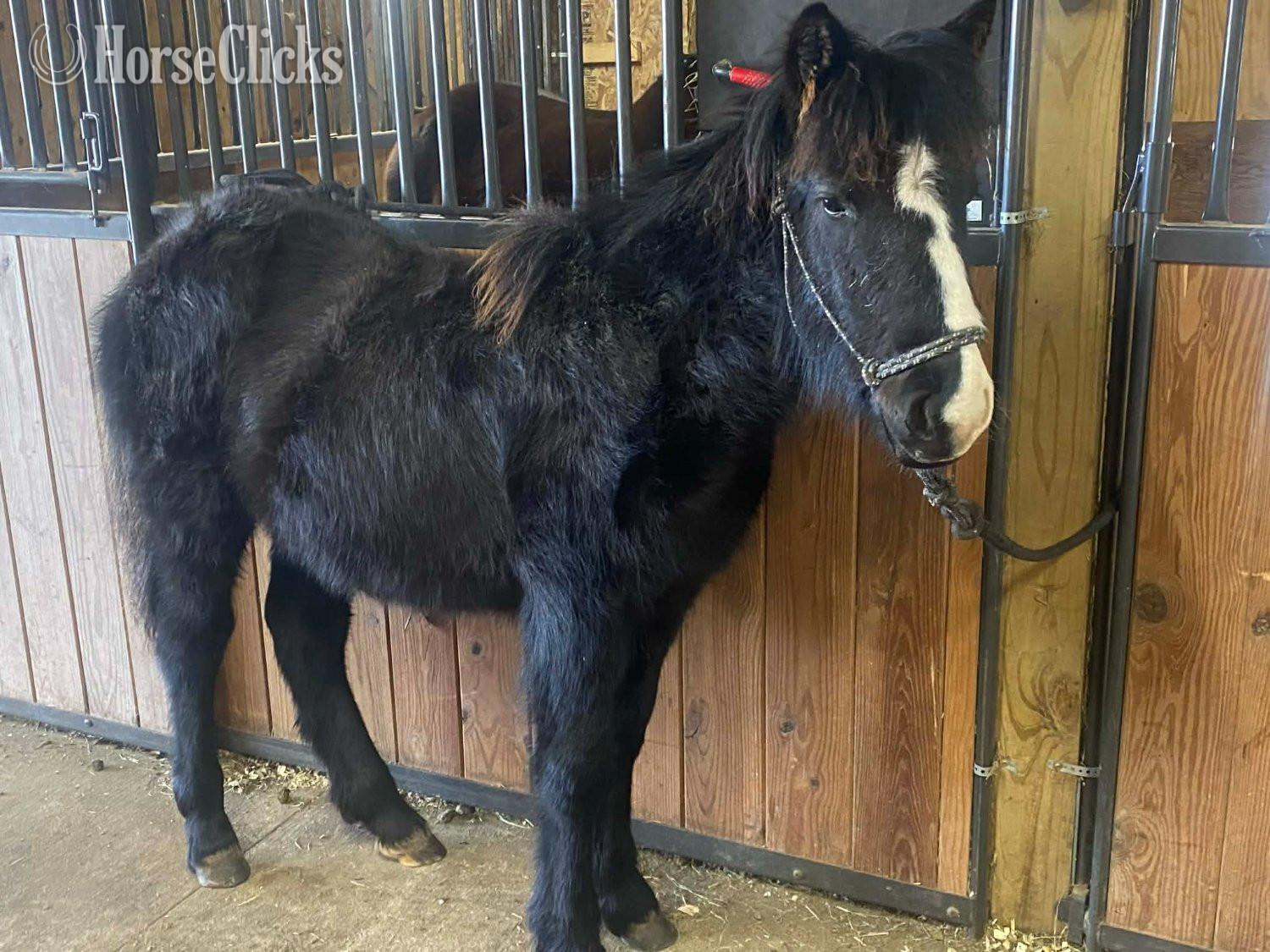 "Porsche" Bay Filly Gypsy Vanner Wisconsin