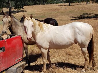Perlino 15.2hh Quarter Horse Stallion