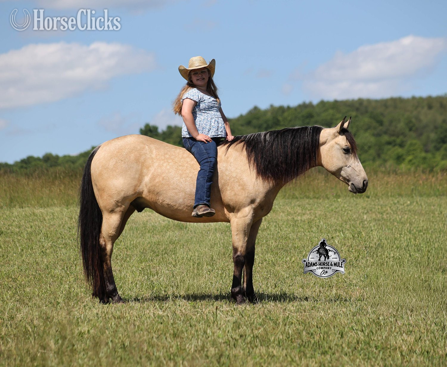 "Poco" Buckskin Gelding Quarter Horse in Kentucky