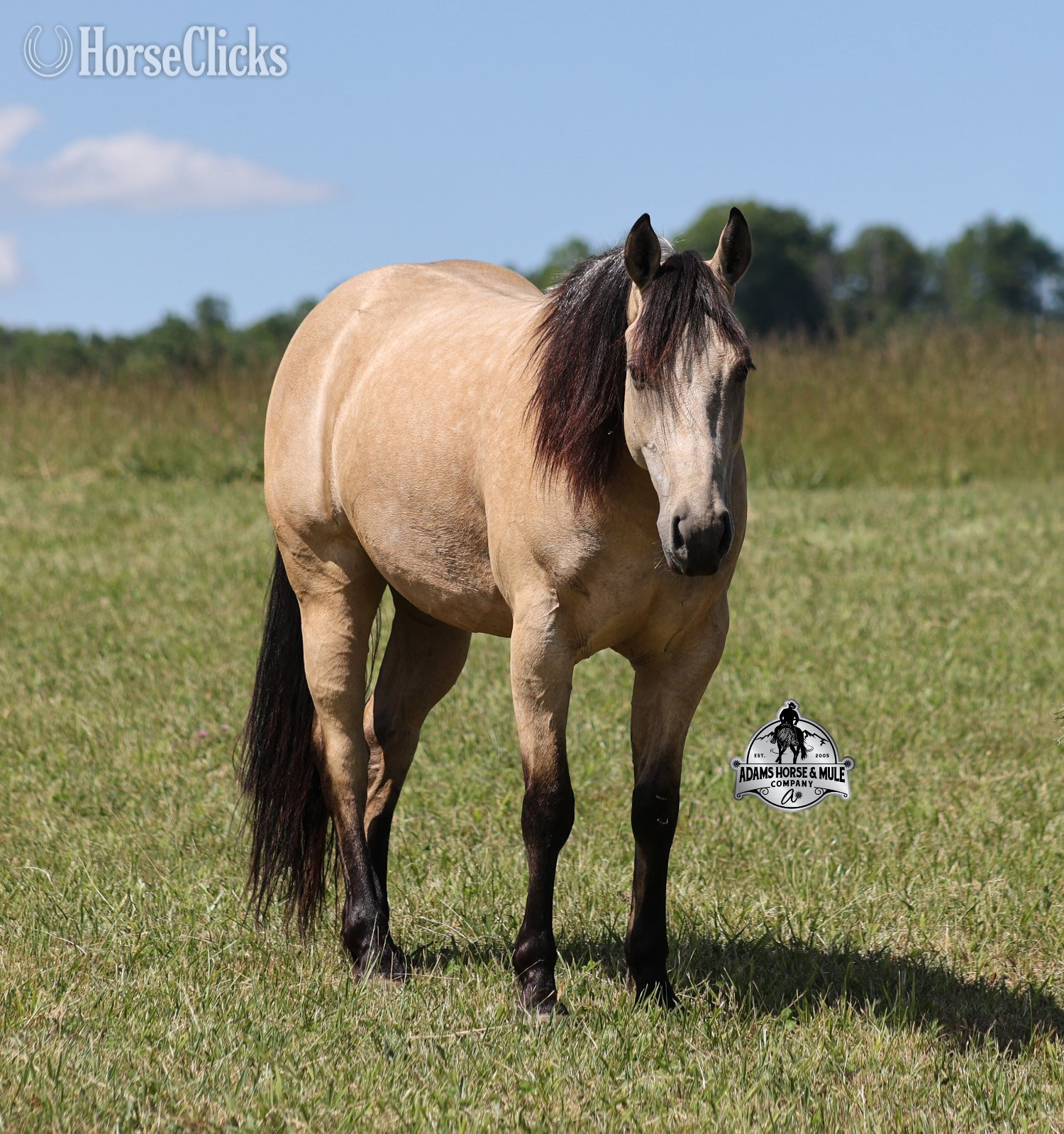 "Poco" Buckskin Gelding Quarter Horse - Quarter Horse