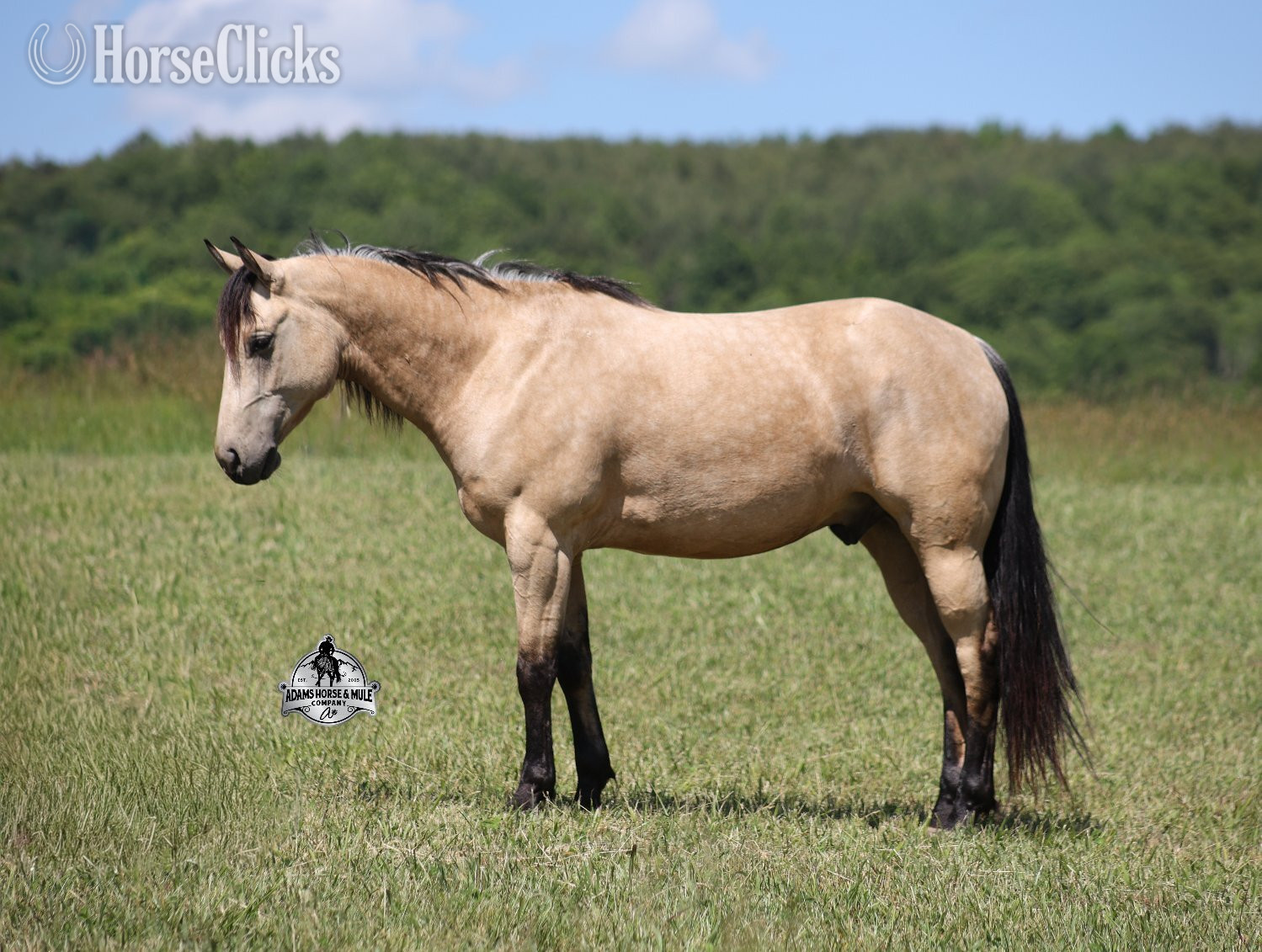 "Poco" Buckskin Gelding Quarter Horse Kentucky