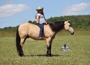"Poco" Buckskin Gelding Quarter Horse
