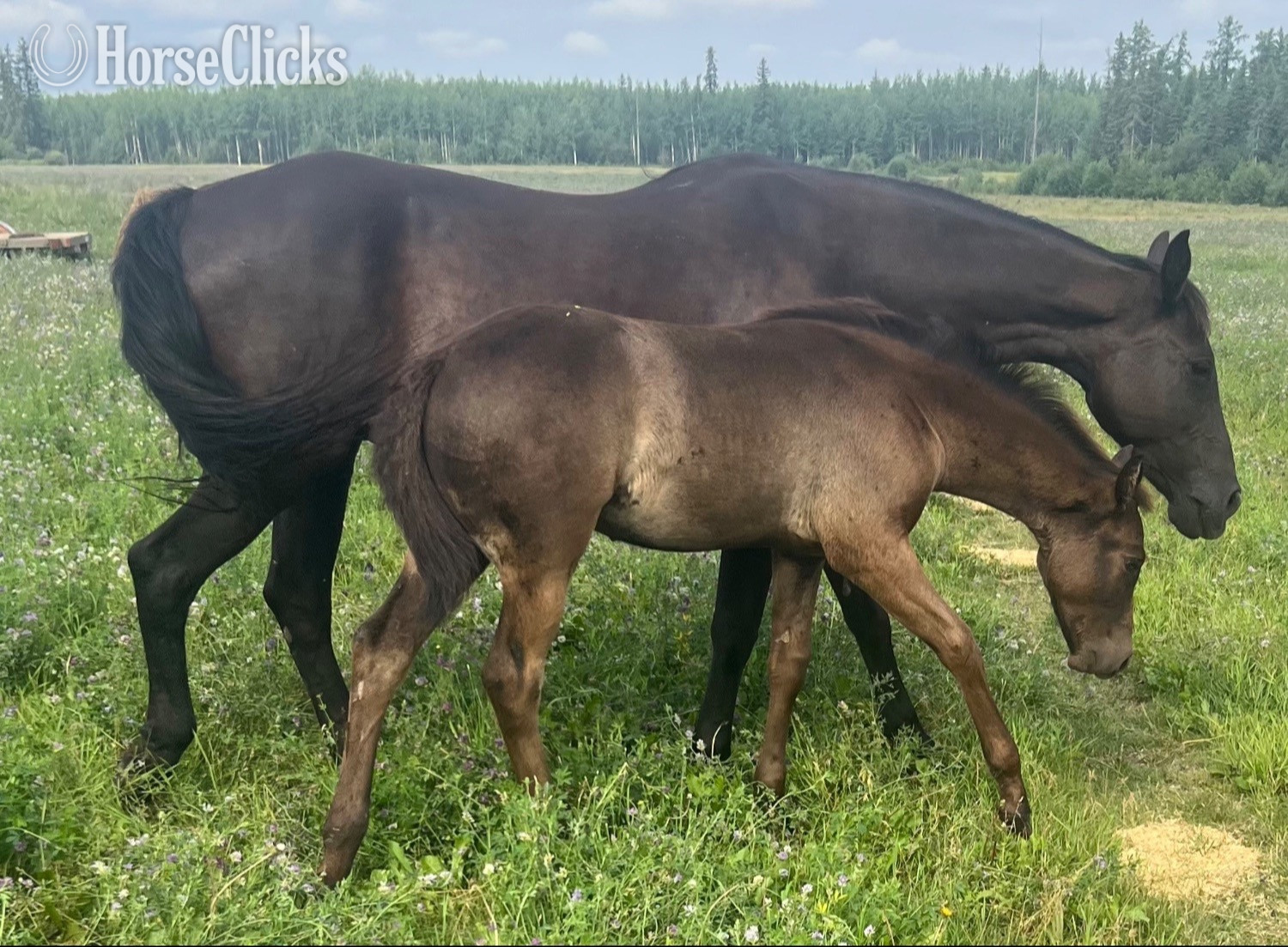 "Flash " Brown Colt Quarter Horse in Alberta