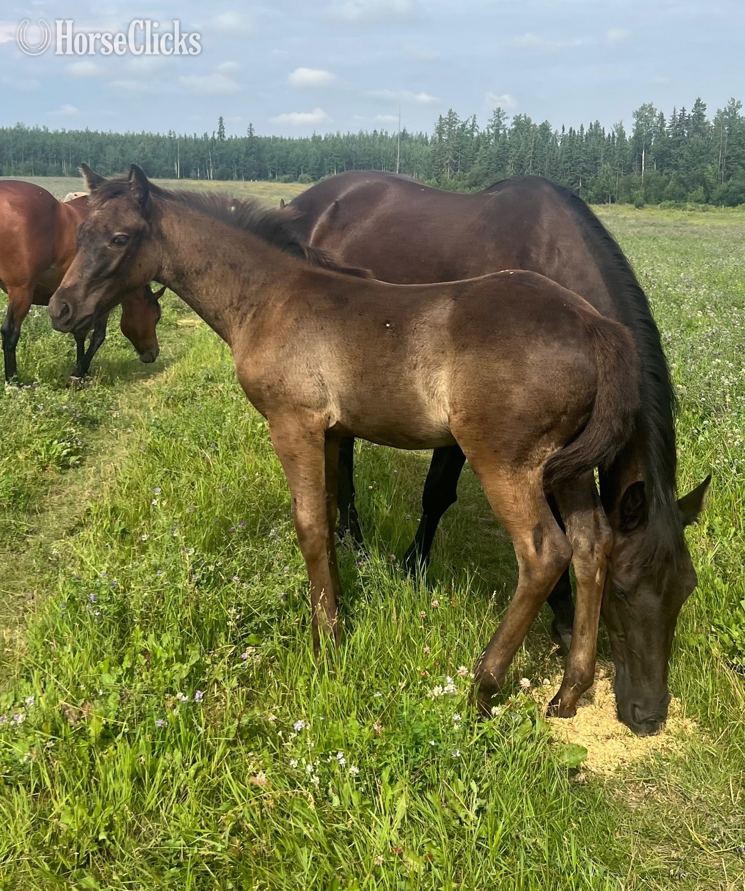 "Flash " Brown Colt Quarter Horse