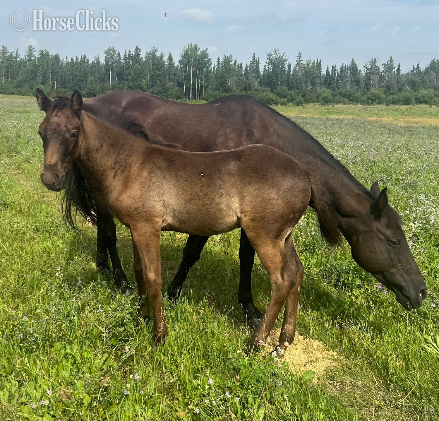 Alberta "Flash " Brown Colt Quarter Horse