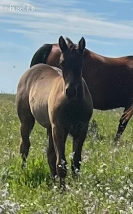 "Flash " Brown Colt Quarter Horse - Quarter Horse in Alberta