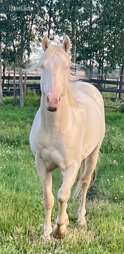"Flash " Brown Colt Quarter Horse - Quarter Horse