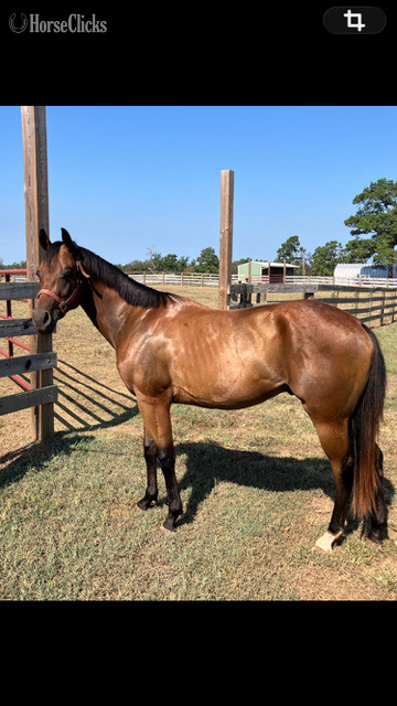 "IMA CLASSIC ACE" Bay Gelding Quarter Horse