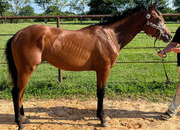 "IMA CLASSIC ACE" Bay Gelding Quarter Horse