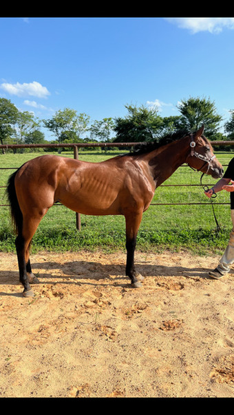 "IMA CLASSIC ACE" Bay Gelding Quarter Horse