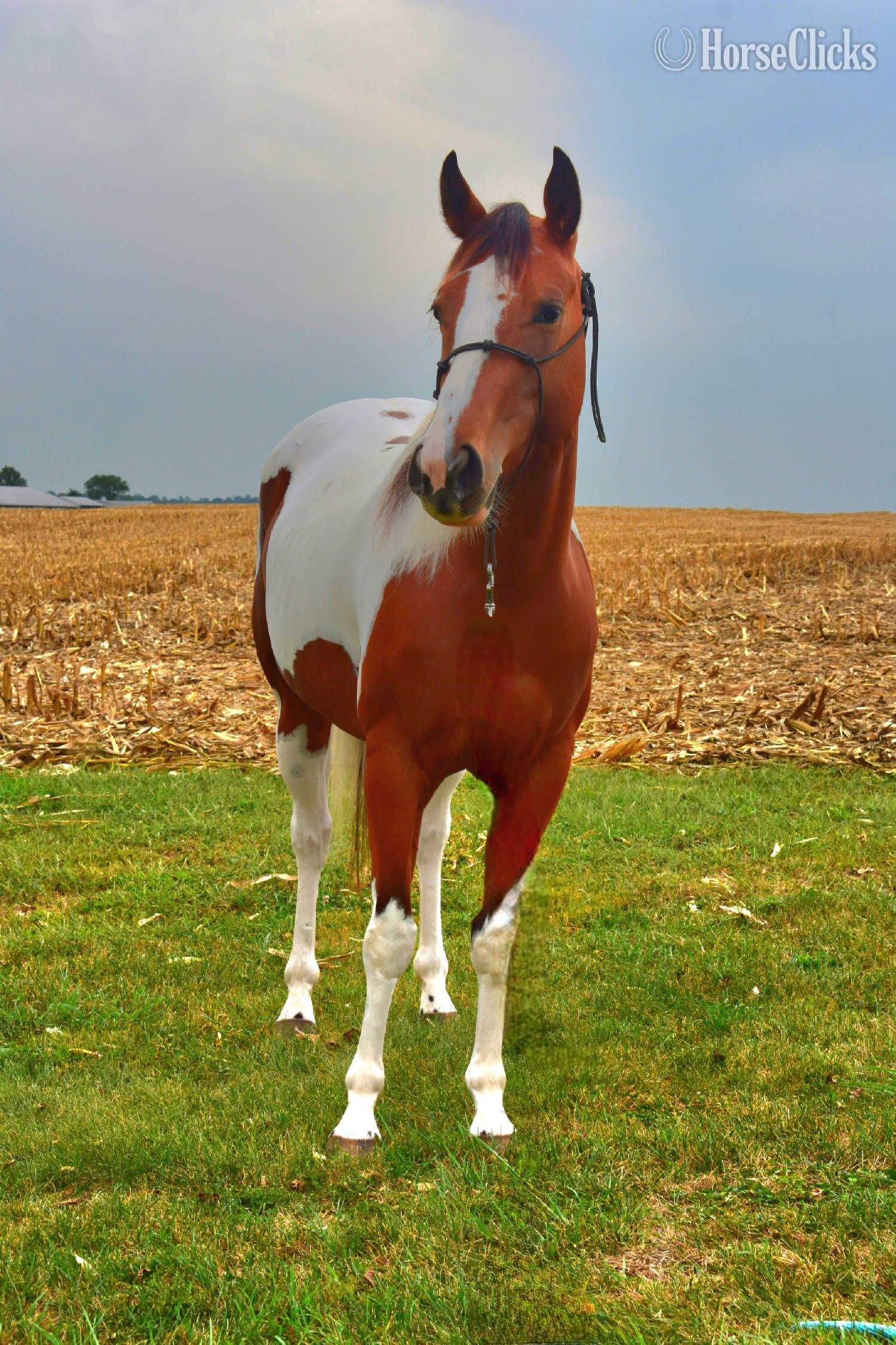 "Designers Spicy Te " Tabiano Mare Paint in Pennsylvania