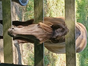 "DAISY MAE " Chestnut Mare Rocky Mountain