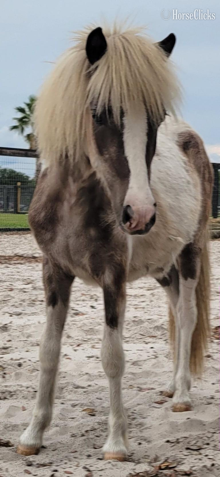 "Beautiful Mini horses Trained Horsemansh" Champagne Mare American Miniature