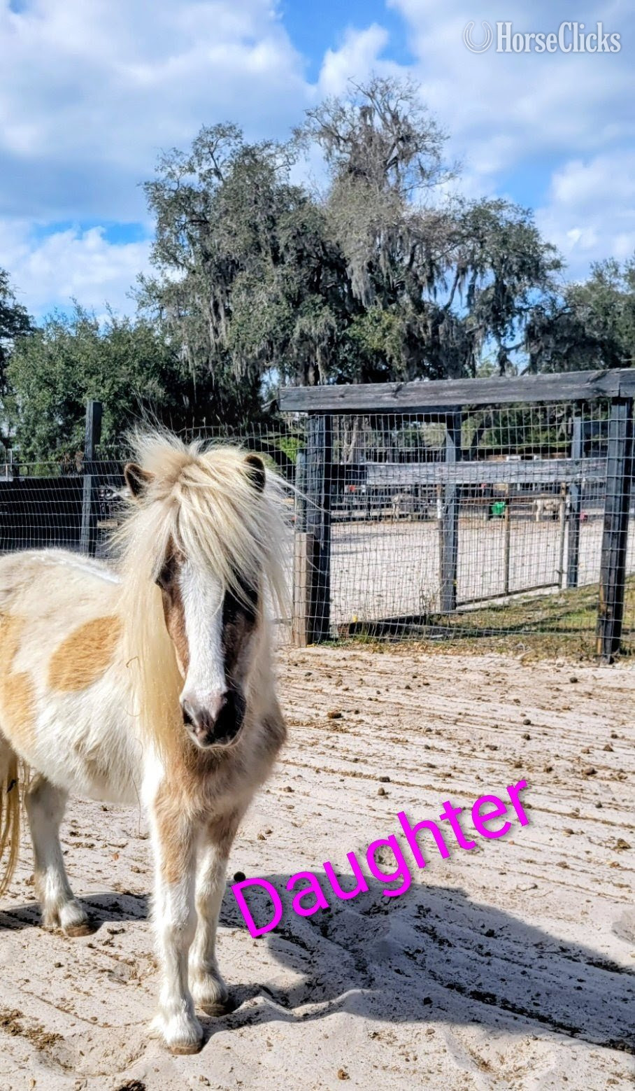 Florida "Beautiful Mini horses Trained Horsemansh" Champagne Mare American Miniature