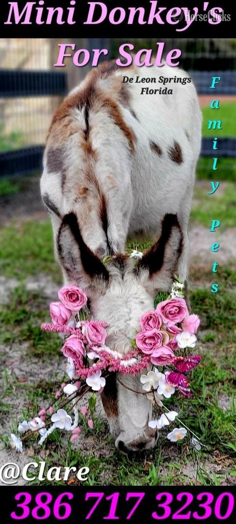 "Beautiful Mini horses Trained Horsemansh" Champagne Mare American Miniature in Florida