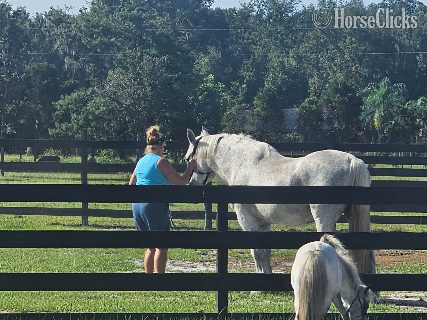 "Beautiful Mini horses Trained Horsemansh" Champagne Mare American Miniature - American Miniature