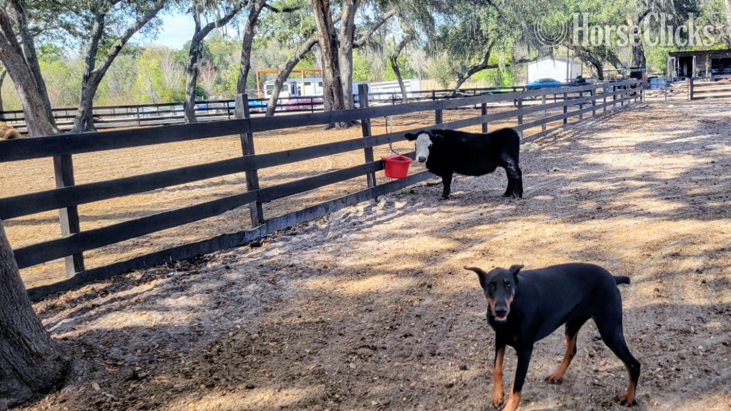 "Beautiful Mini horses Trained Horsemansh" Champagne Mare American Miniature Florida