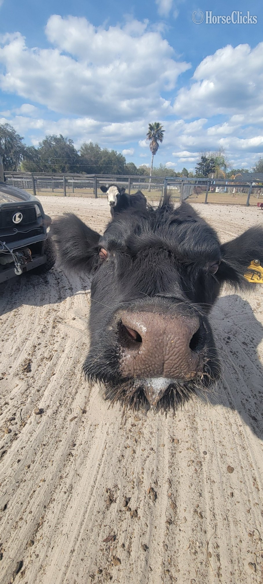 American Miniature - "Beautiful Mini horses Trained Horsemansh" Champagne Mare American Miniature in Florida