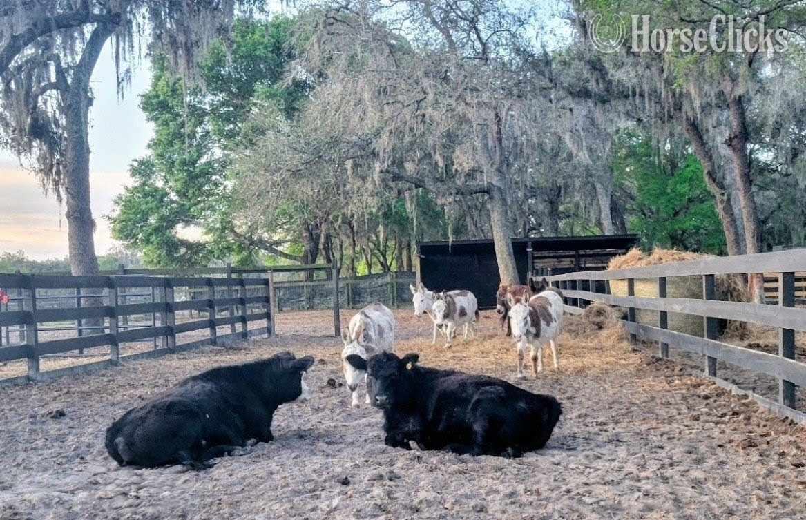 American Miniature - "Beautiful Mini horses Trained Horsemansh" Champagne Mare American Miniature