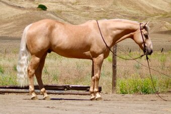 Palomino Horses for Sale | Horse Classifieds | HorseClicks