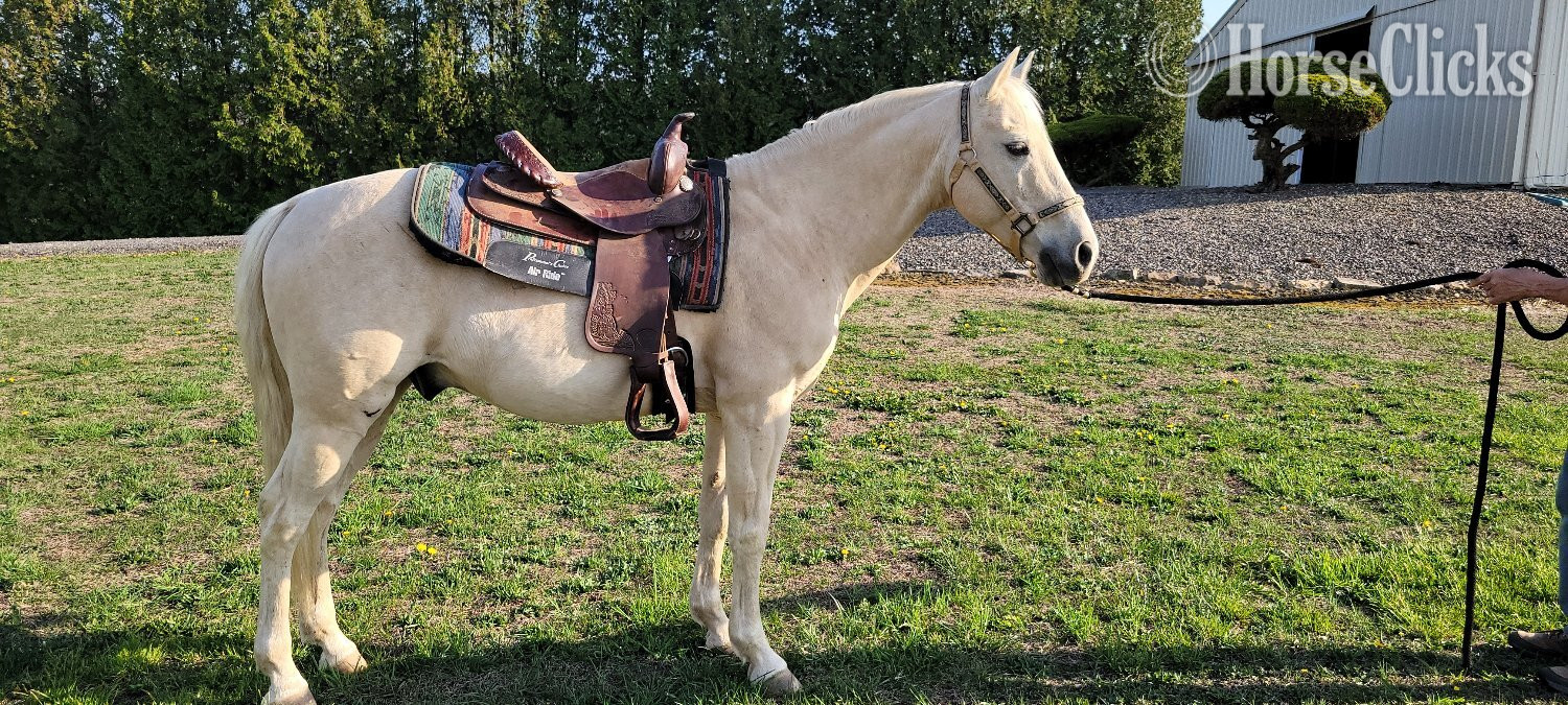 "Finn" Palomino Gelding Quarter Horse in Pennsylvania