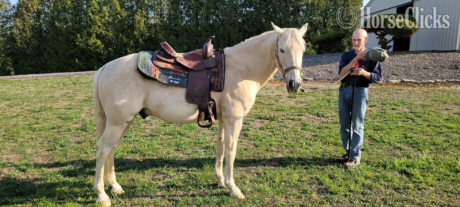 "Finn" Palomino Gelding Quarter Horse