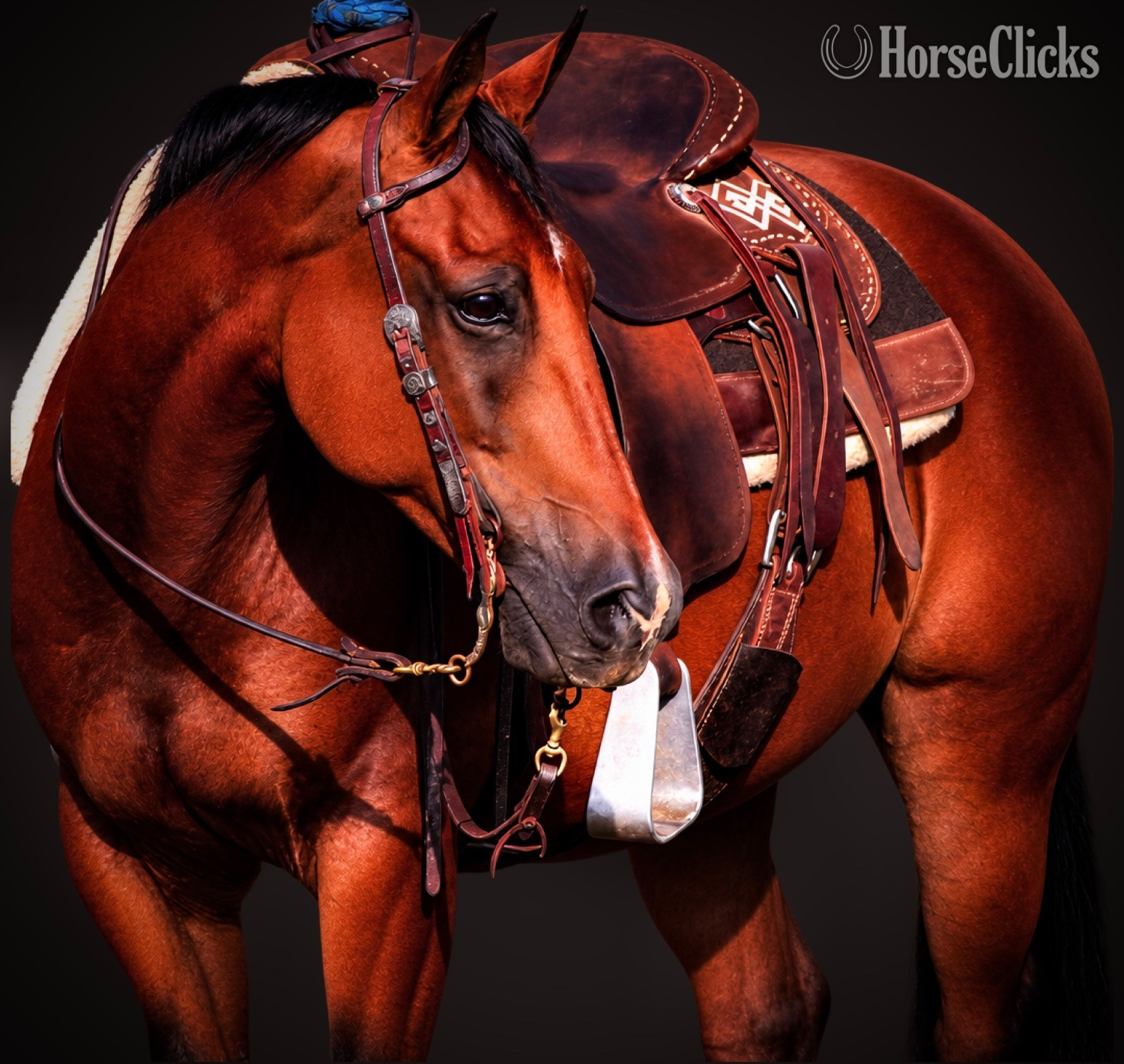 "Frankie " Bay Gelding Quarter Horse in Georgia