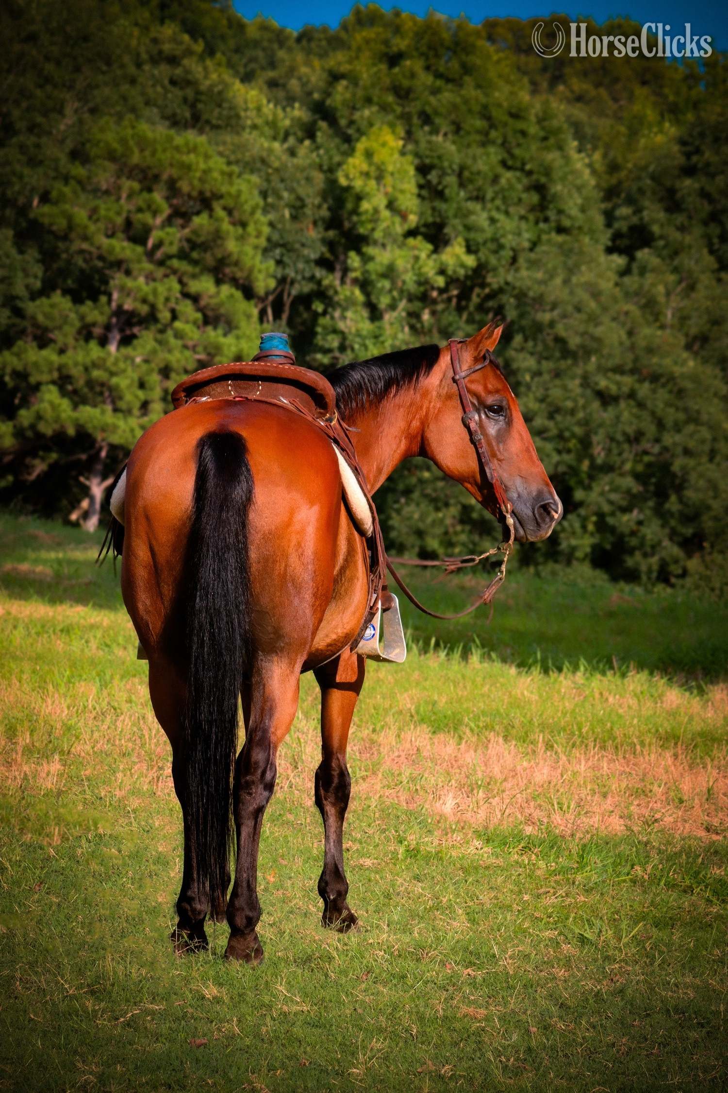 "Frankie " Bay Gelding Quarter Horse